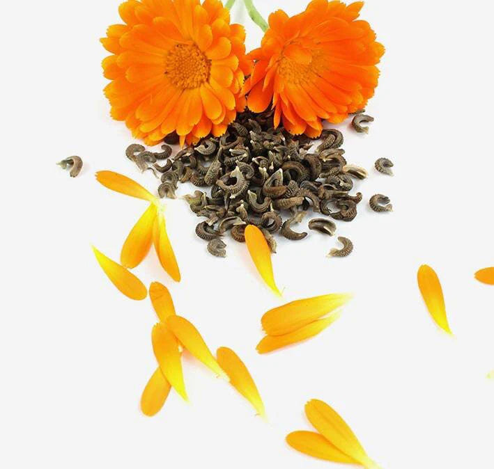 calendula-min-compressed_1024x1024_ca1f682d