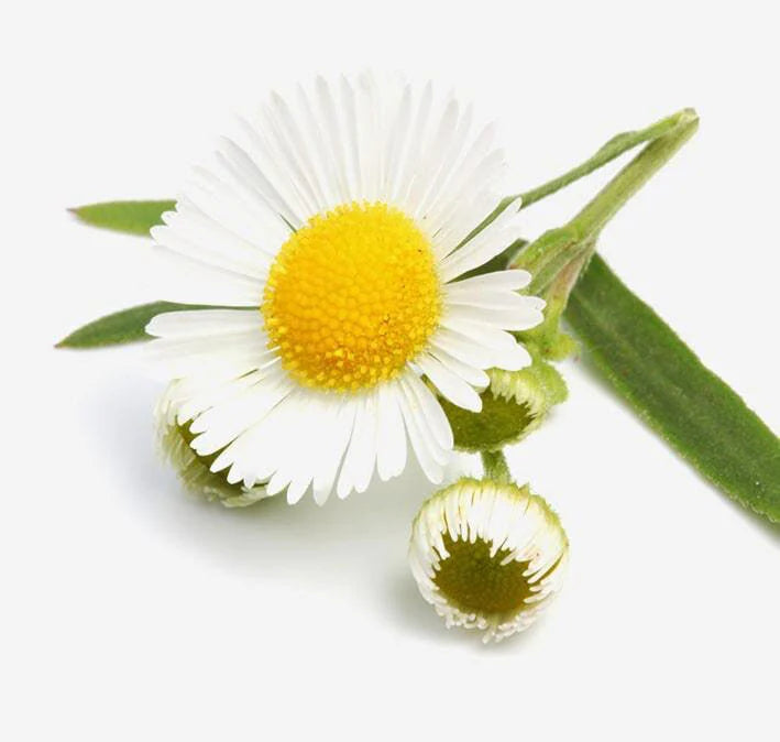 chamomile-min-compressed_1024x1024_acc0aec0