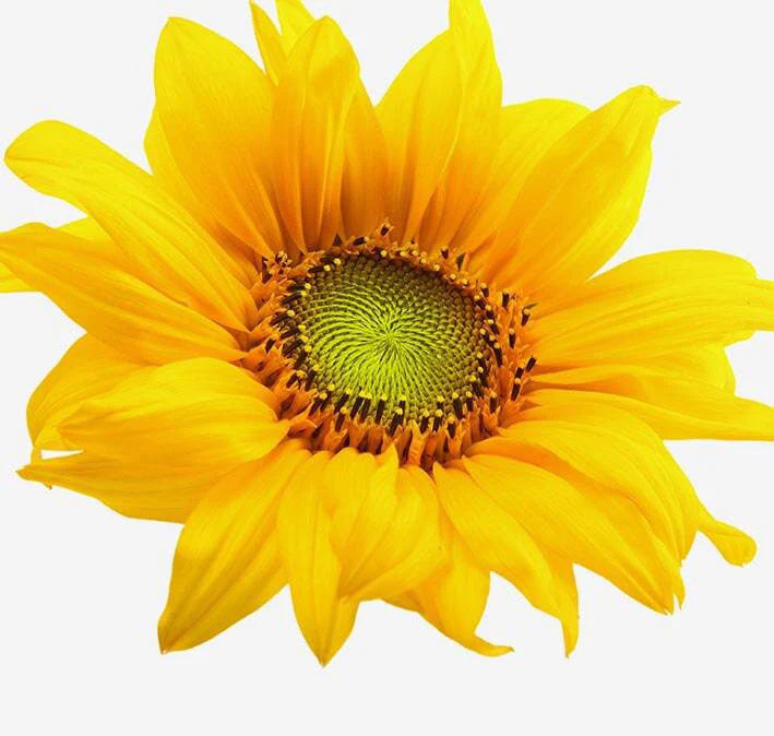 helianthus-min-compressed_1024x1024_a9058b55