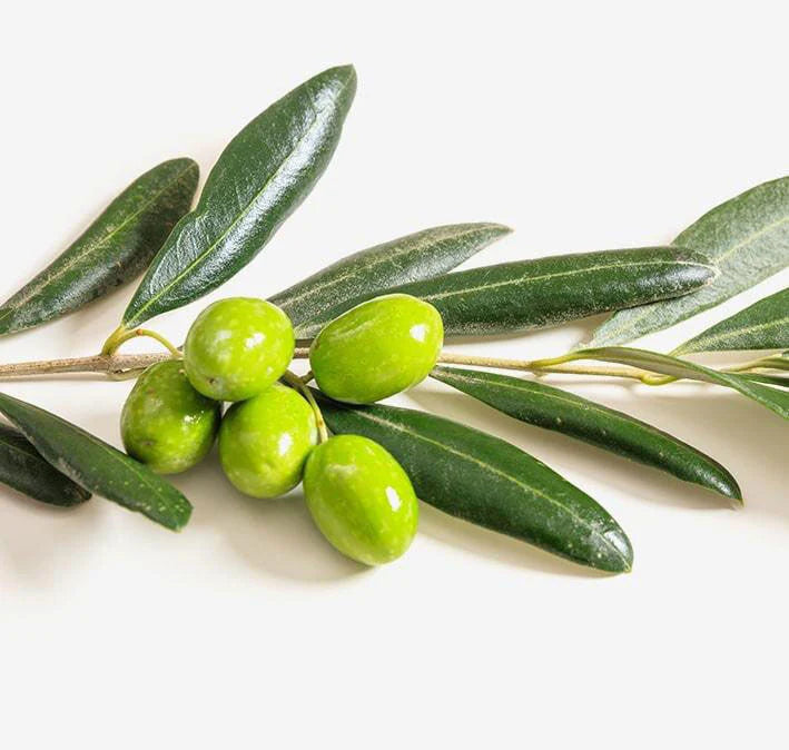 olive-min-compressed_1024x1024_5b65d2b8