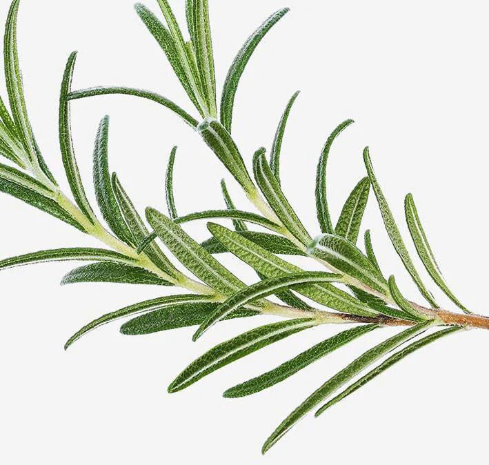 salvie min compressed 719e4a2e-3a34