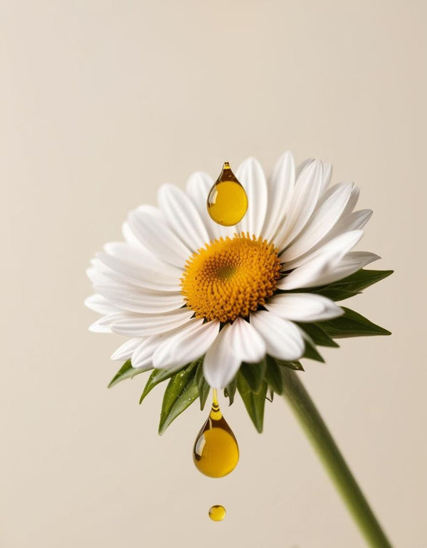 Chamomile