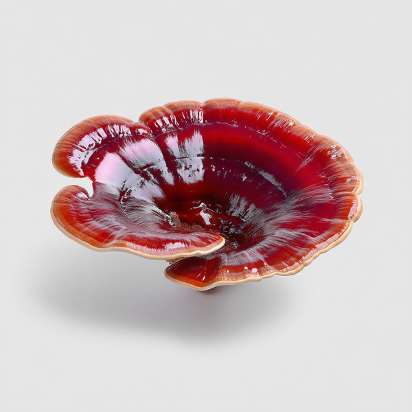 Reishi Mushroom